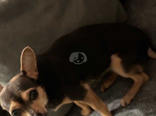 Blue and tan 2 year old female chhuahia for sale in Peterlee, County Durham - Image 3