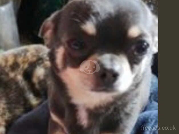 Blue and tan tri chihuahua for sale in Driffield, East Riding of Yorkshire - Image 1