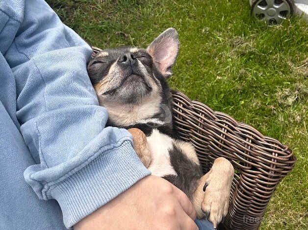 Blue and tan tri chihuahua for sale in Driffield, East Riding of Yorkshire - Image 2