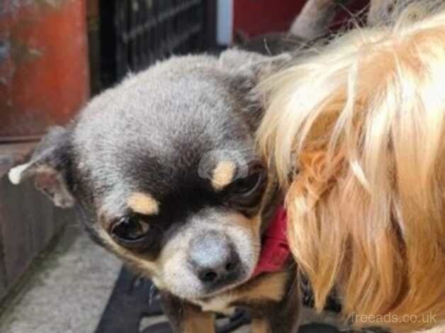 Blue and tan tri chihuahua for sale in Driffield, East Riding of Yorkshire - Image 4