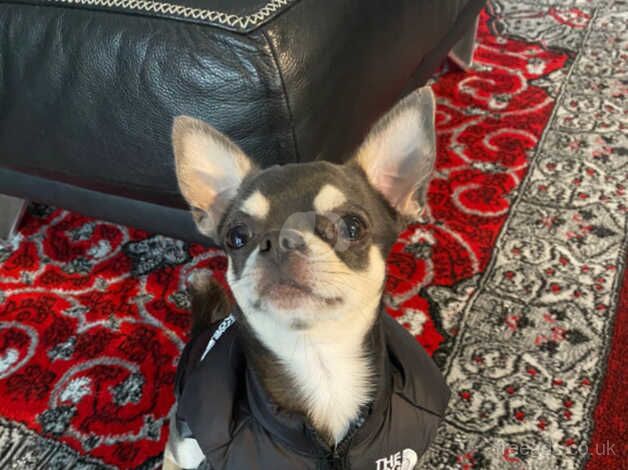 Blue apple head chihuahua 2 years old for sale in Enfield, Enfield, Greater London - Image 1