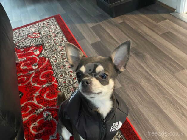 Blue apple head chihuahua 2 years old for sale in Enfield, Enfield, Greater London - Image 2