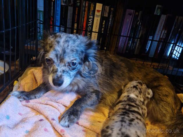 Blue merle girl for sale in Huntingdon, Cambridgeshire