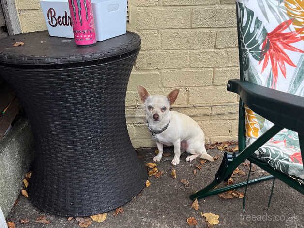 Boy chihuahua for sale in Manchester, Greater Manchester - Image 1