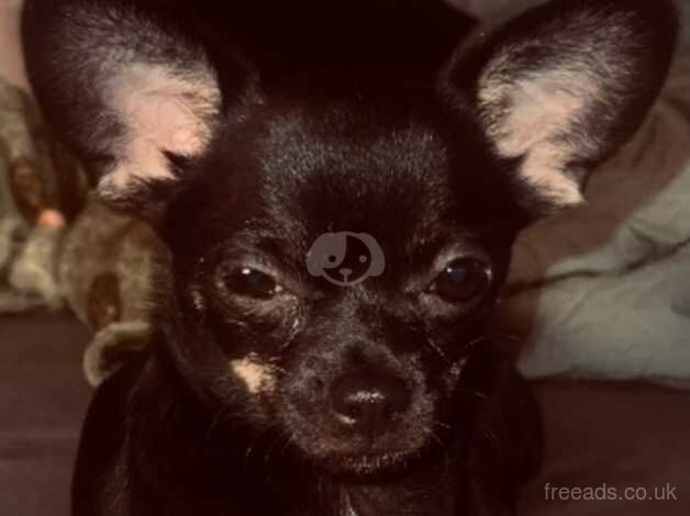 Cabbage the teeny chihuahua for sale in Sleaford, Lincolnshire - Image 1