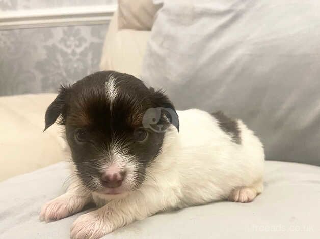 Chi-weenie puppy's for sale in Grays, Essex - Image 1