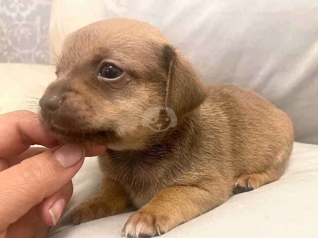 Chi-weenie puppy's for sale in Grays, Essex - Image 3