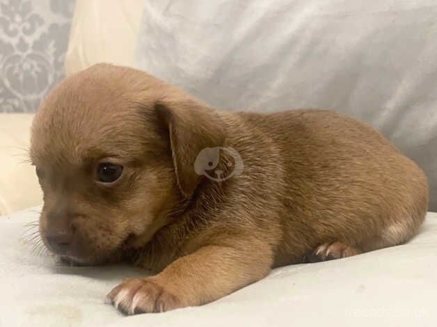 Chi-weenie puppy's for sale in Grays, Essex - Image 4