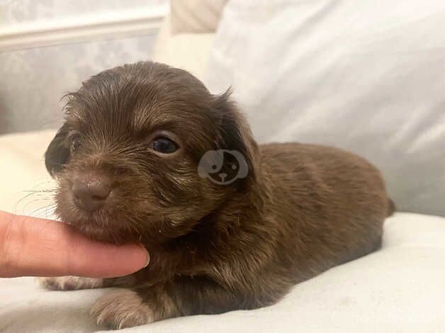 Chi-weenie puppy's for sale in Grays, Essex - Image 5