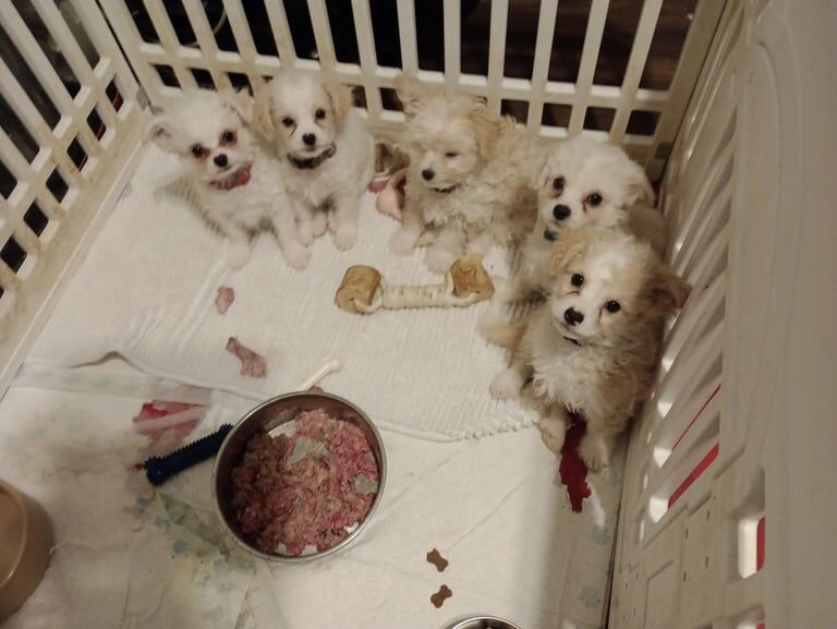 Chichontzu puppies for sale in Swindon, Wiltshire