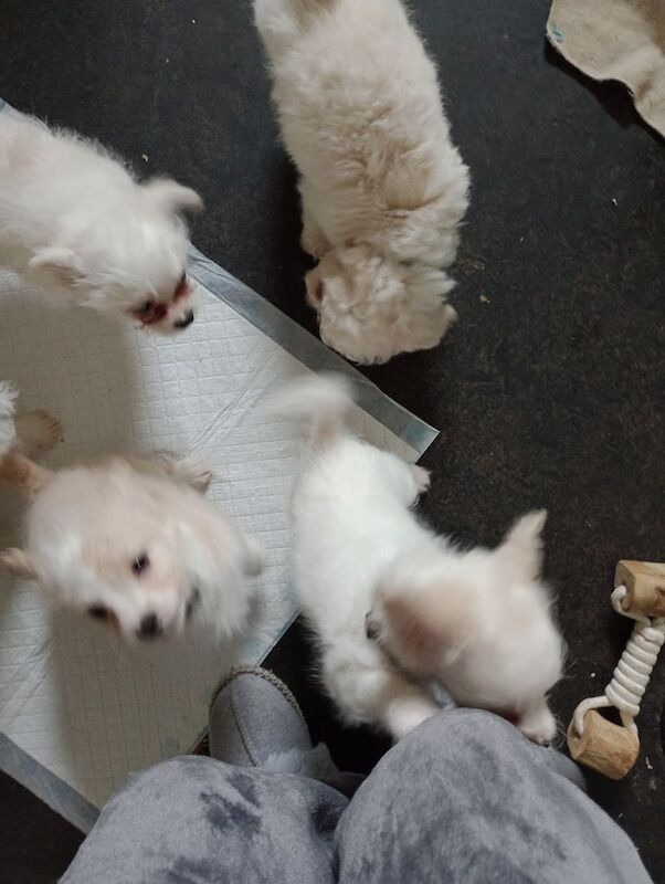 Chichontzu puppies for sale in Swindon, Wiltshire - Image 2