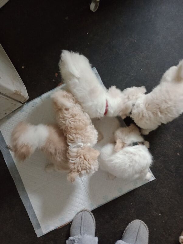 Chichontzu puppies for sale in Swindon, Wiltshire - Image 3