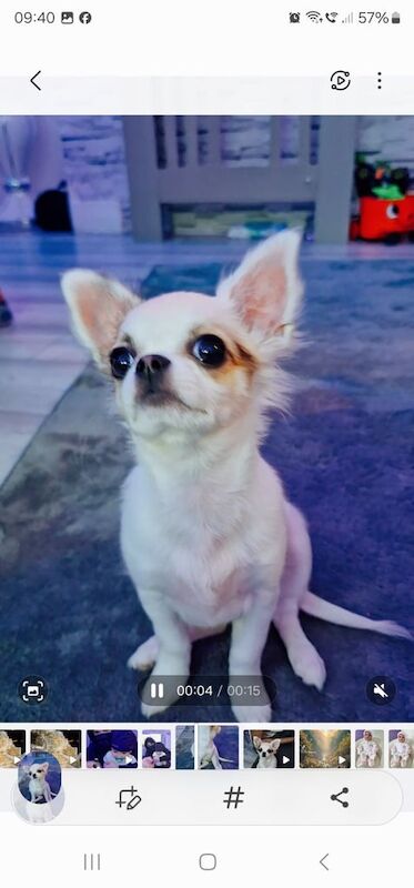 Chihuahua for sale in Gloucester, Gloucestershire