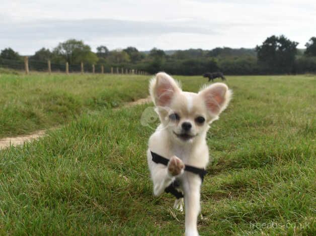 chihuahua 9 months old for sale in Ealing, London