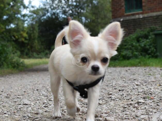 Chihuahua Puppies for sale in London