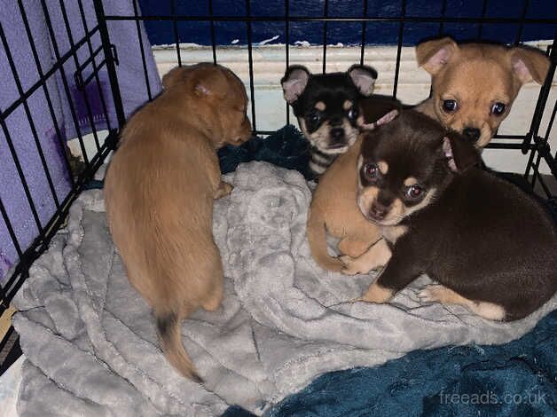 Chihuahua available now one girl left for sale in South Shields, Tyne and Wear - Image 1