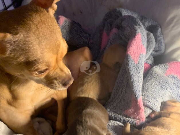 Chihuahuas for sale in South Shields, Tyne and Wear