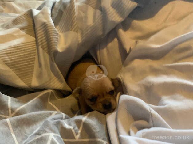 Chihuahua Puppies for sale in Tyne and Wear