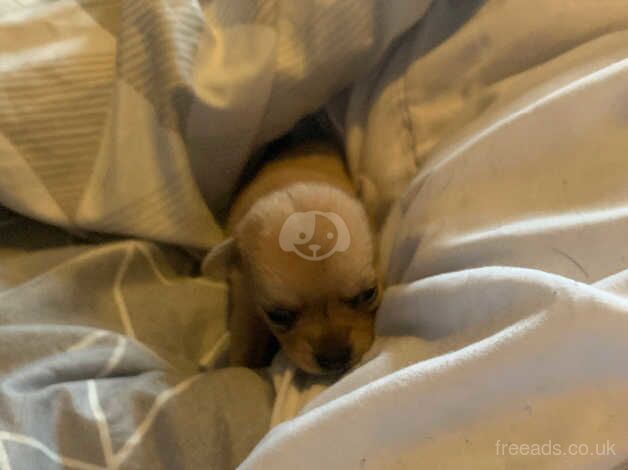 Chihuahua available now one girl left for sale in South Shields, Tyne and Wear - Image 4