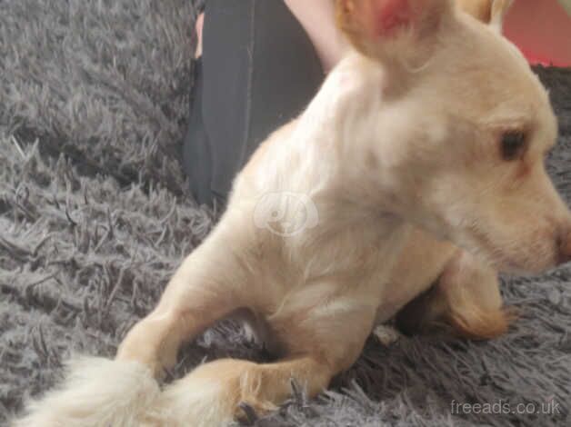 Chihuahua Puppies for sale in Lancashire