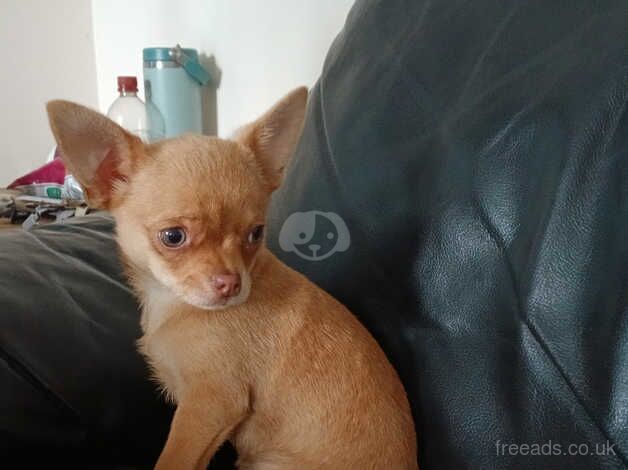 Chihuahua Puppies for sale in Derry