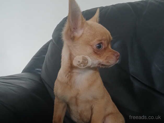 Chihuahua Puppies for sale