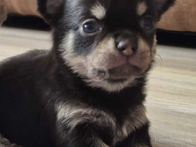 Chihuahua boys for sale in Wigan, Greater Manchester - Image 1