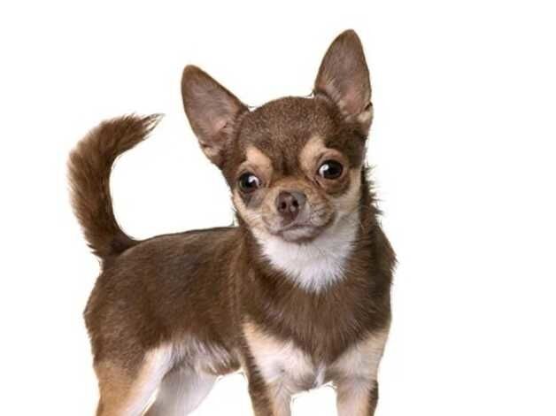 Chihuahua boys for sale in Wigan, Greater Manchester - Image 2