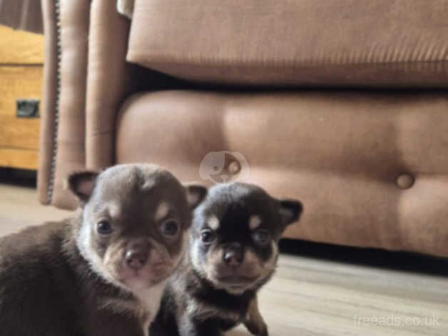 Chihuahua boys for sale in Wigan, Greater Manchester - Image 3