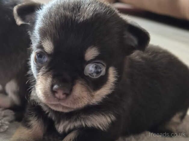 Chihuahua boys for sale in Wigan, Greater Manchester - Image 4