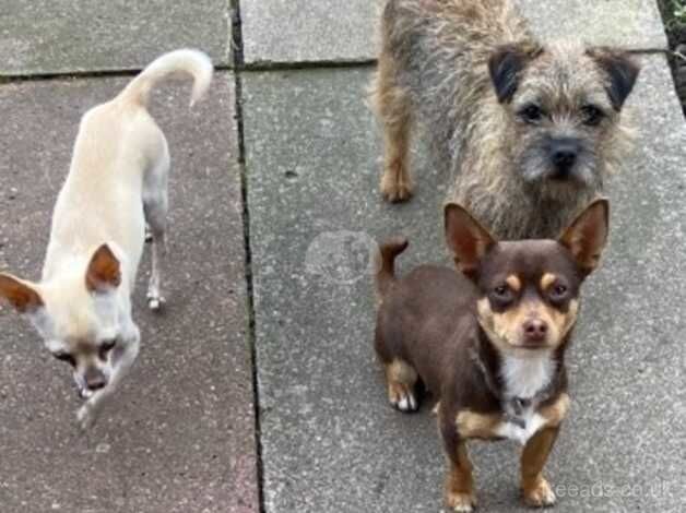 Chihuahua Brown and Tan for sale in Huyton, Merseyside - Image 4