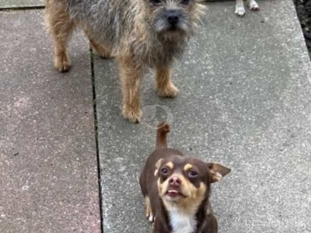 Chihuahua Brown and Tan for sale in Huyton, Merseyside - Image 5