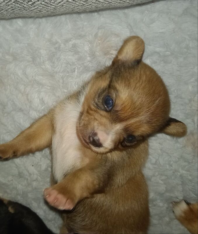 Chihuahua cross jack russel pups for sale in Leek, Staffordshire - Image 1