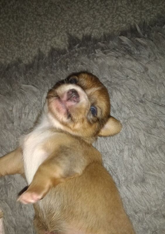 Chihuahua Puppies for sale in Staffordshire