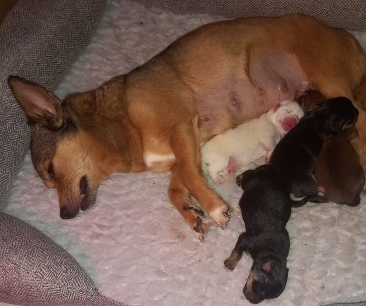 Chihuahua Puppies for sale