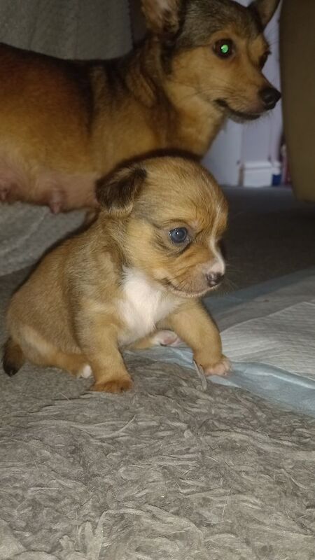 Chihuahua cross jack russel pups for sale in Leek, Staffordshire - Image 4