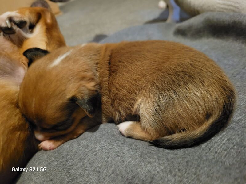 Chihuahua cross jack russel pups for sale in Leek, Staffordshire - Image 5