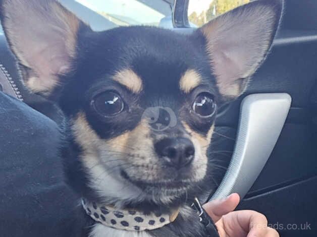 chihuahua female for sale in Doncaster, South Yorkshire