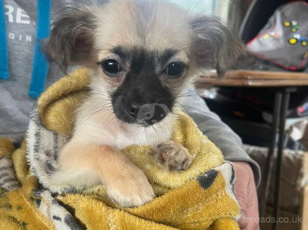 Chihuahua Puppies for sale in West Midlands