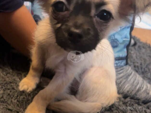 Chihuahua Puppies for sale