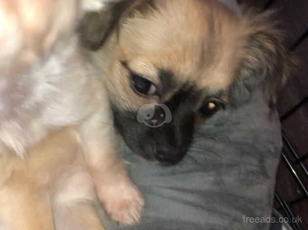 Chihuahua Puppies for sale in West Midlands