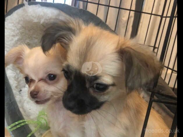 Chihuahua Puppies for sale