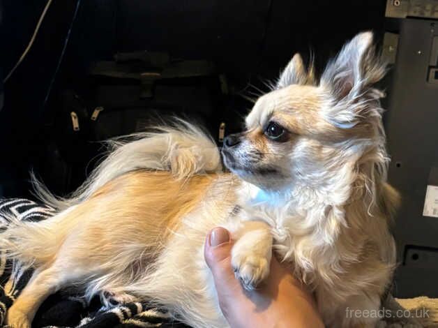 Chihuahua, four years old for sale in Llanelli, Carmarthenshire