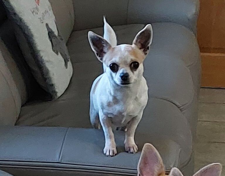 Chihuahua girl for sale in Limavady, County Londonderry