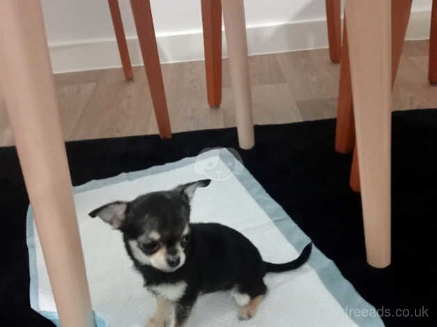 Chihuahua girl for sale in Chichester, West Sussex