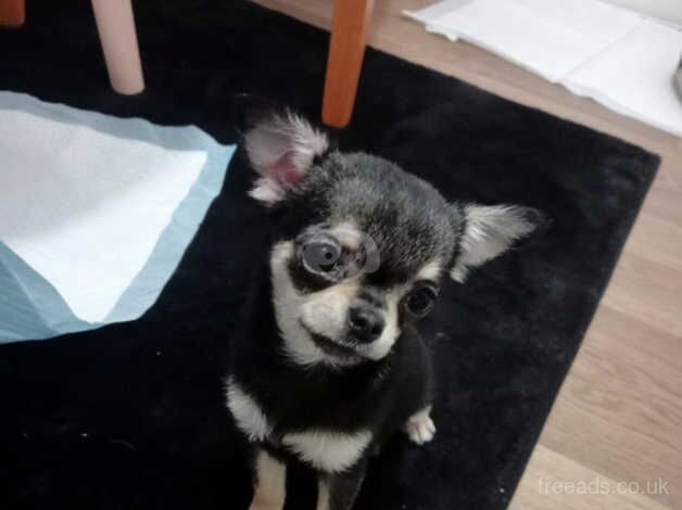 Chihuahuas for sale in Chichester, West Sussex