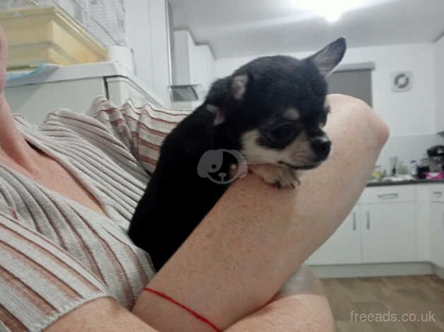 Chihuahua Puppies for sale in West Sussex