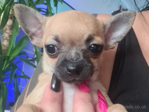 Chihuahua girl for sale in Grimsby, Lincolnshire