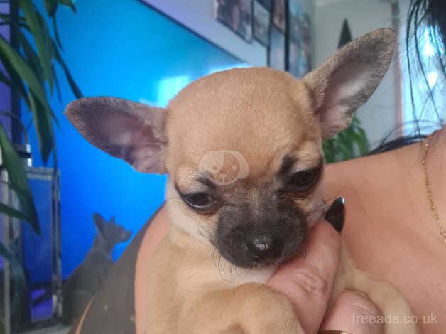 Chihuahuas for sale in Grimsby, Lincolnshire