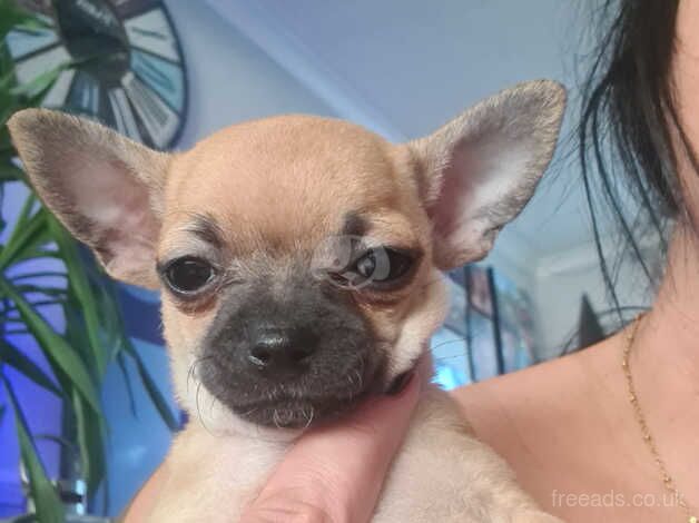 Chihuahua Puppies for sale in Lincolnshire